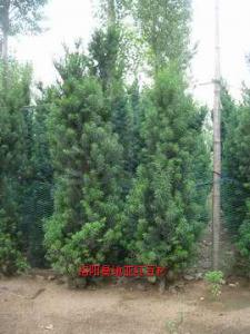 曼地亞紅豆杉十一年樹(shù)