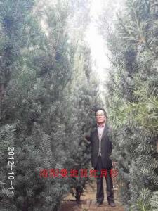 曼地亞紅豆杉四米高樹(shù)